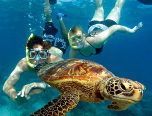 Stunning sea life at Green Island on your Cairns Shore Excursion